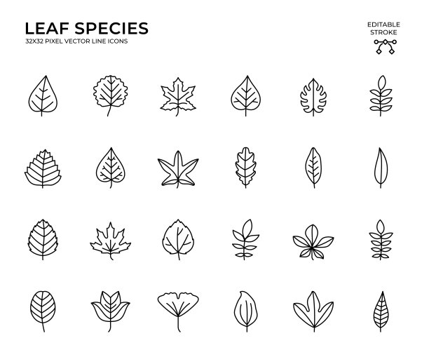 可编辑的笔画矢量图标集的叶子物种图片下载