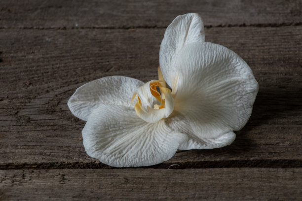 一张旧木桌上的白兰花图片下载