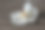 一张旧木桌上的白兰花图片下载