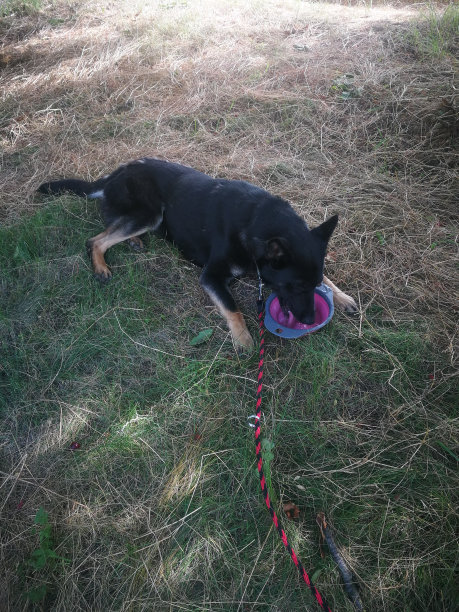 渴了的狗图片下载