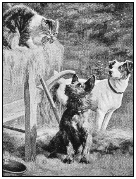 古董绘画照片:户外动物图片下载