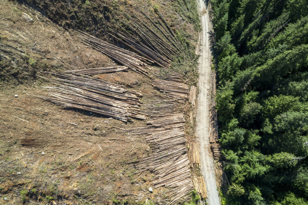 伐木和毁林图片下载