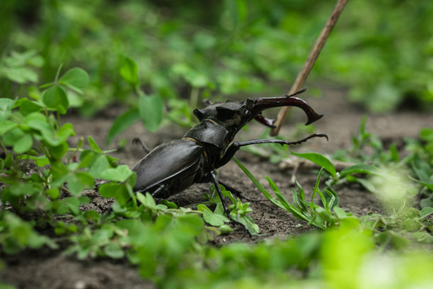 森林中绿叶和草丛中的锹形虫（Lucanus cervus）的微距镜头。巨型锹形虫濒危物种图片下载