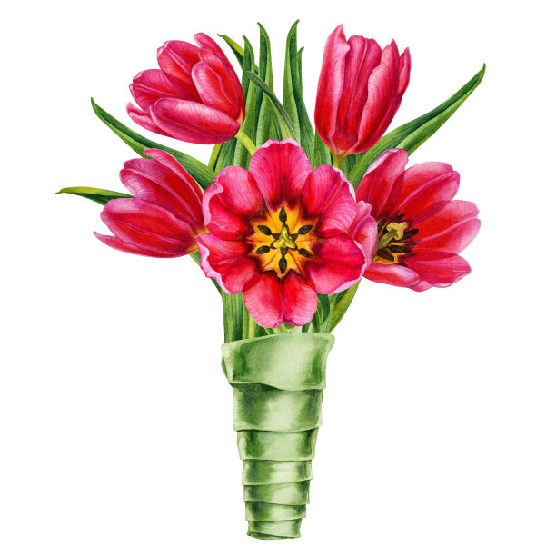 一束粉色郁金香的水彩花卉插图，用于婚礼请柬，卡片，生日和母亲节礼物，贴纸，横幅，框架。元素被隔离在白色背景上图片下载