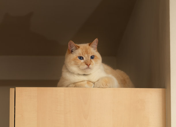 又胖又漂亮的红白相间的快乐猫正躺在厨房用具上图片下载