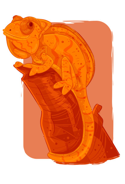 蝘蜓座的图片下载