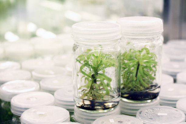 组织培养室科学实验室植物组织培养收集架。图片下载