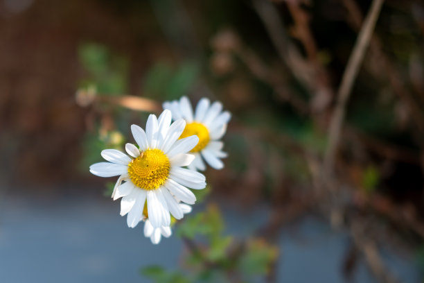 花园里白色雏菊的特写照片图片下载