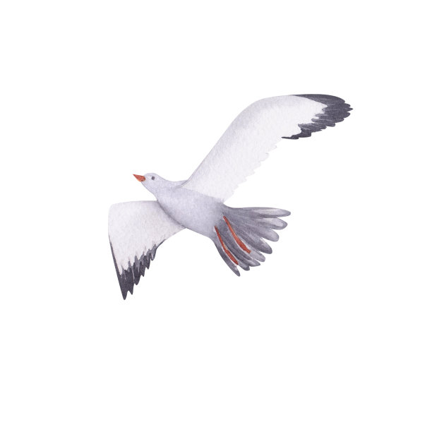 海鸥水彩画。手绘卡与挪威的房子孤立在白色背景。图片下载