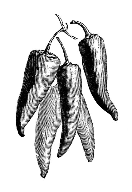 植物学、蔬菜植物、古董雕刻插图:红辣椒图片下载