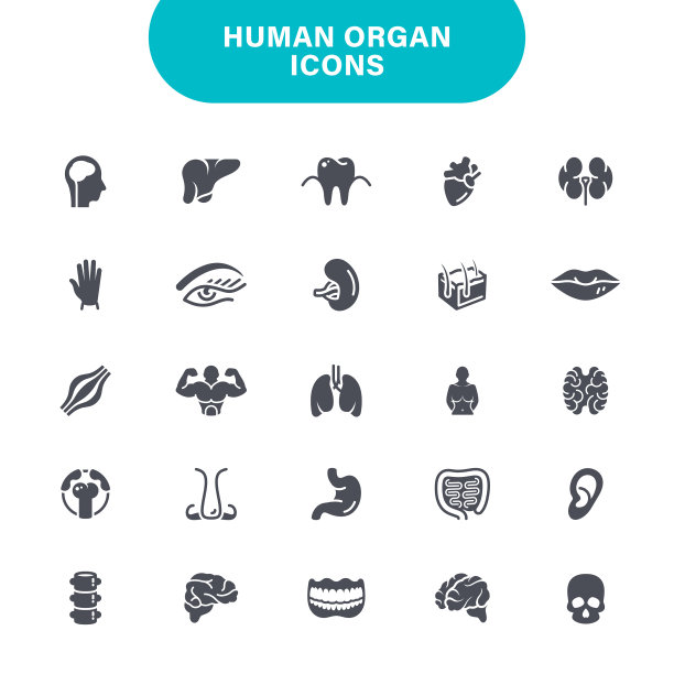 人体内脏器官图标图片下载