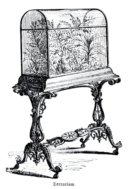 泰拉里姆图片下载