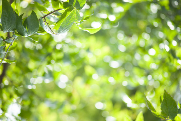 绿叶模糊散景背景图片下载