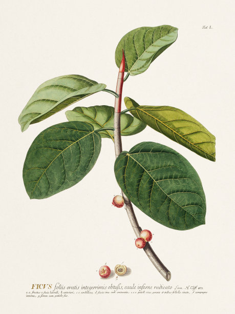 18世纪由g.d. Ehret绘制的植物插图。热带榕属植物图片下载