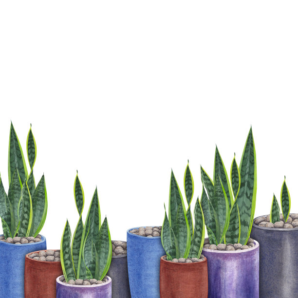 水彩的叶，茎和芽的山芹图片下载