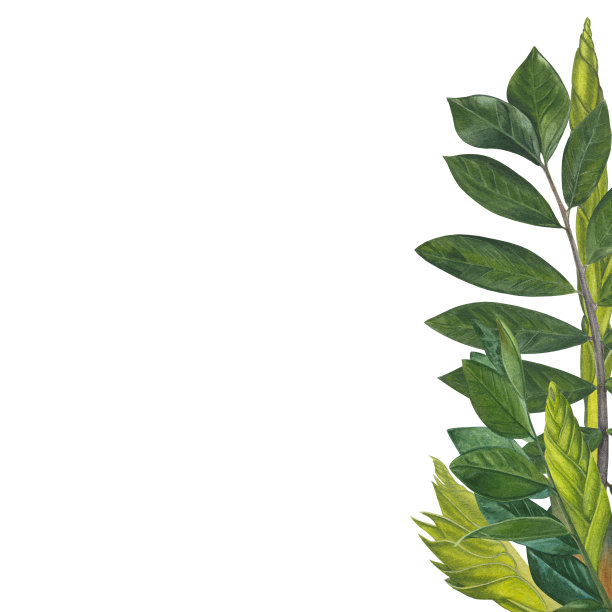 水彩画山竹的叶、茎和芽图片下载