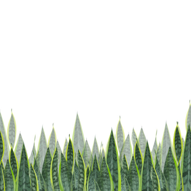 水彩的叶，茎和芽的山芹图片下载