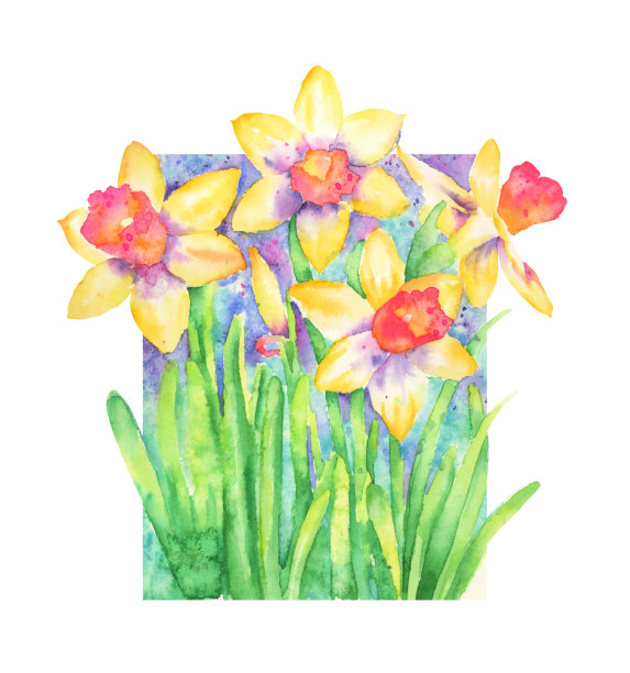 水仙花水彩画。光栅图图片下载