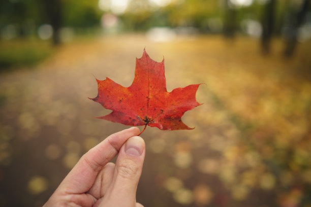 视频中，男子手持红枫叶走在巷子里图片下载
