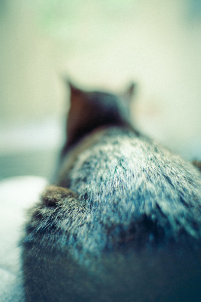 一张猫背的照片。图片下载