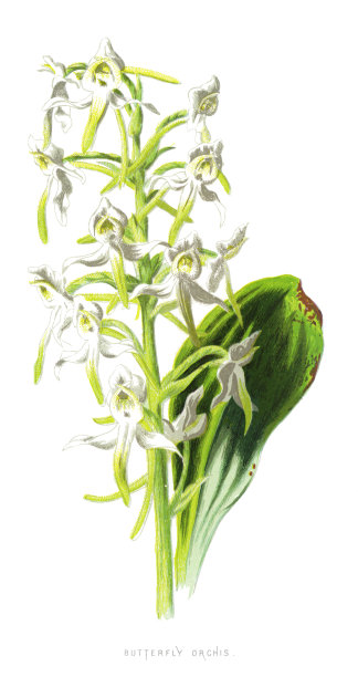 蝴蝶兰花图片下载