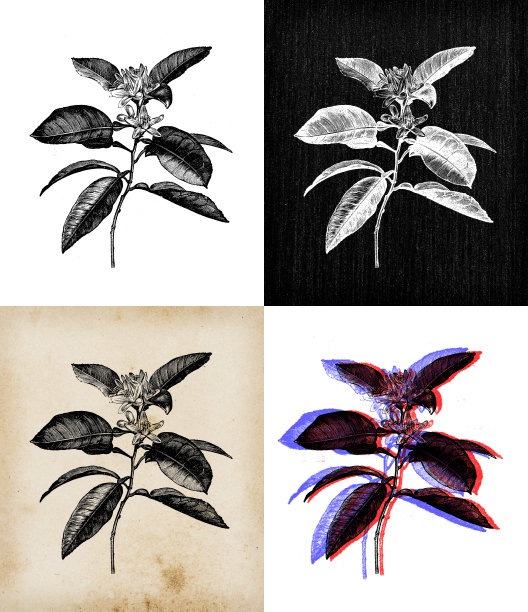古董植物学插图:橘子树图片下载