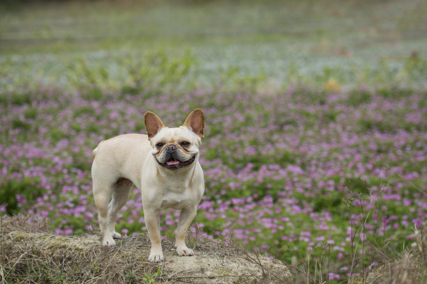 野生的法国斗牛犬图片下载