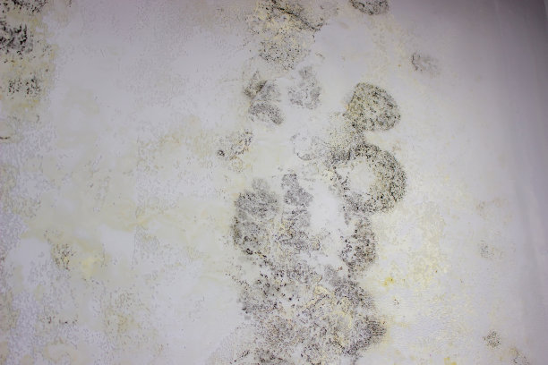 墙上有黑色的霉菌。房子被洪水淹没后，墙上长满了真菌。图片下载