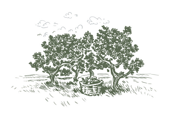 苹果园草图图片下载