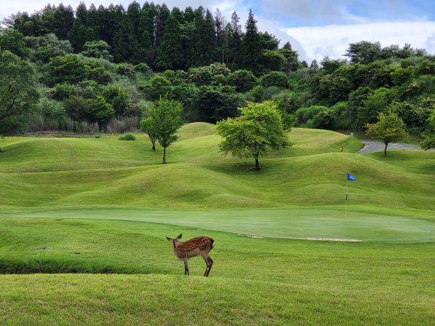 草地上的鹿图片下载