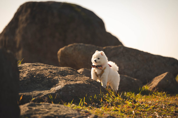 小狗的探险家图片下载