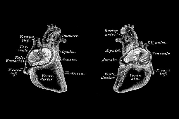 六个月胚胎的心脏图片下载