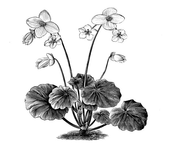 植物学植物古董雕刻插图:秋海棠女王的白色图片下载