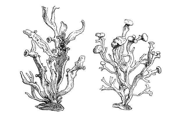 冰岛苔藓（Cetraria islandica）图片下载