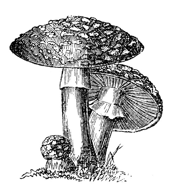 鹅膏菌(黑耳蝇)图片下载