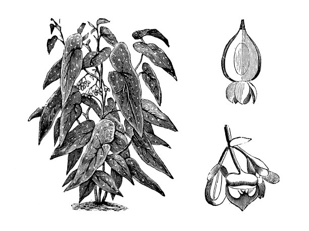 植物学植物仿古雕刻插图:海棠斑纹图片下载