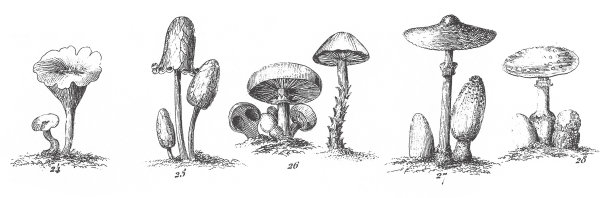 真菌，Jussieu的植物分类，藻类、真菌、苔藓、水龙足植物等非开花植物的代表，版画古插图，1851年出版图片下载
