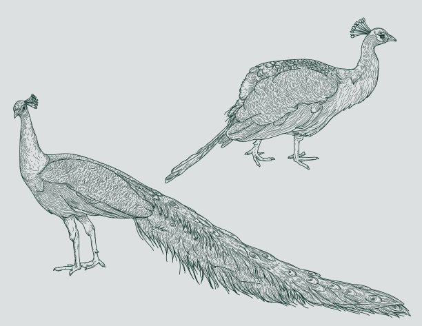 详细线艺术孔雀集图片下载