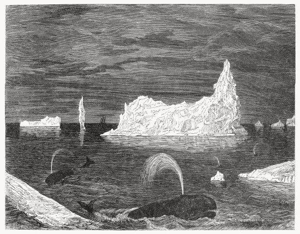 北极海中的露脊鲸，木刻，1868年出版图片下载