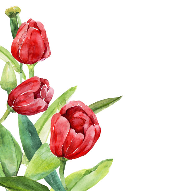 郁金香的模式。图片下载