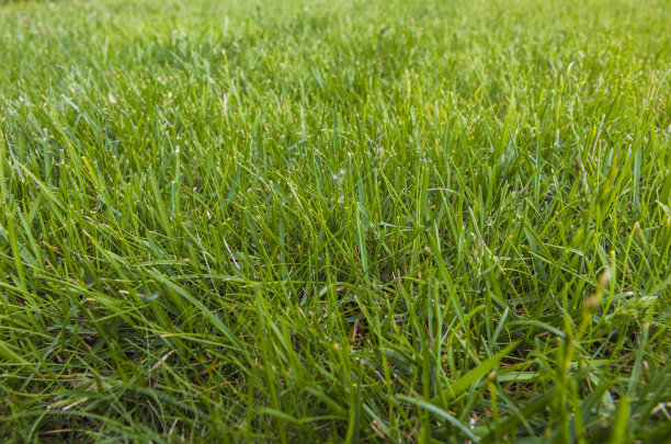 私家花园前院美景。绿色的草坪。美丽的背景。图片下载
