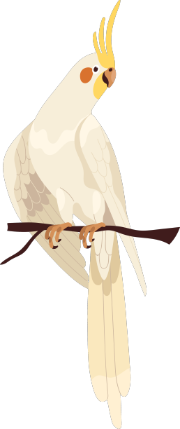 黄色冠和橙色的鹦鹉图片下载