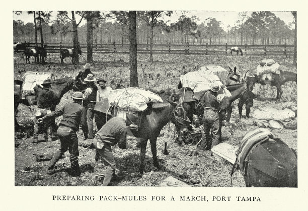 19世纪90年代，美西战争时期，坦帕港，美国士兵正在为行军准备骡子图片下载
