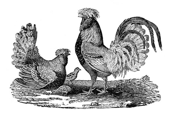 鸡家族的插图图片下载