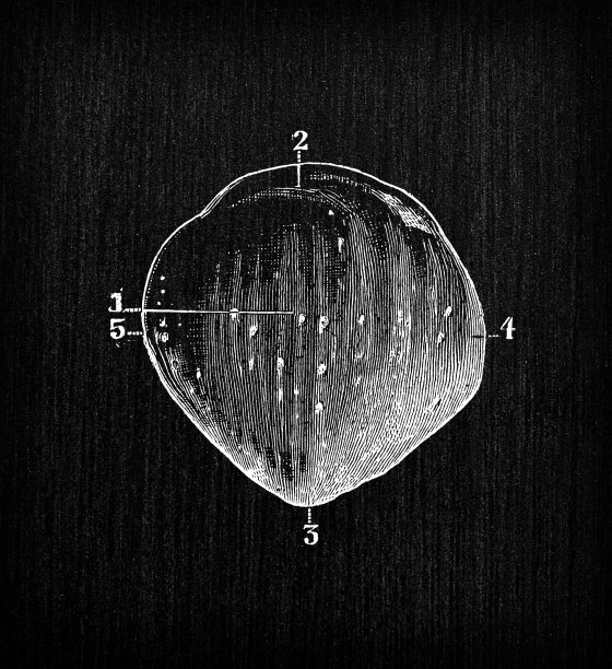 人体解剖骨骼的古董插图:髌骨图片下载