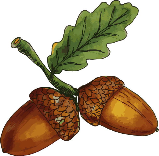 手绘水彩橡树枝与橡子图片下载