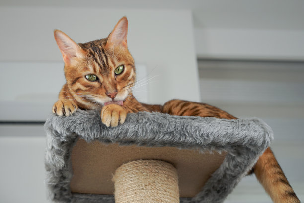 猫躺在抓板上舔爪子。图片下载