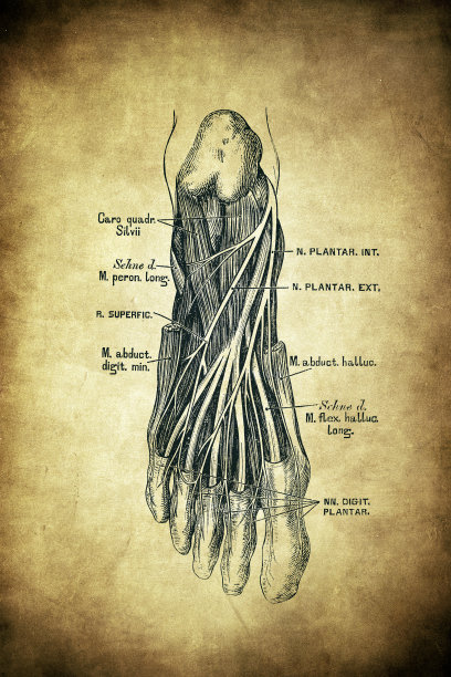 两足神经图片下载