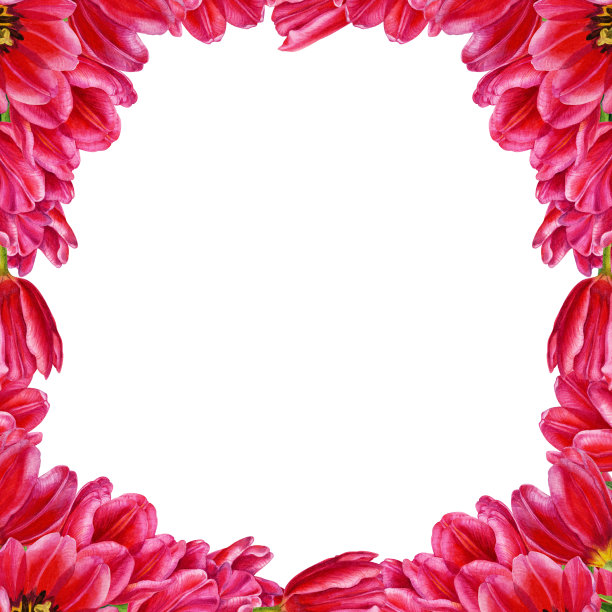 水彩花卉插图的一个框架的热粉红色郁金香的婚礼邀请，卡片，生日和母亲节的礼物，贴纸，横幅，框架。元素被隔离在白色背景上图片下载