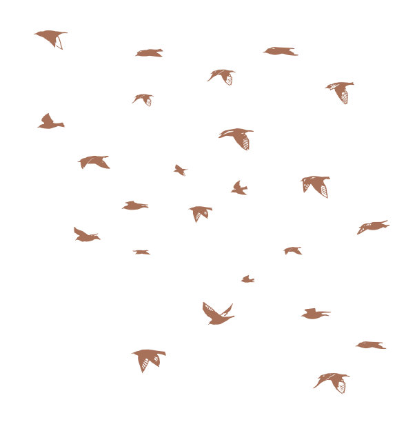 一大群普通雨燕图片下载